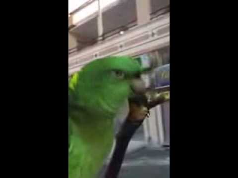 ببغاء يردد الصلاة و السلام على رسول الله الكريم