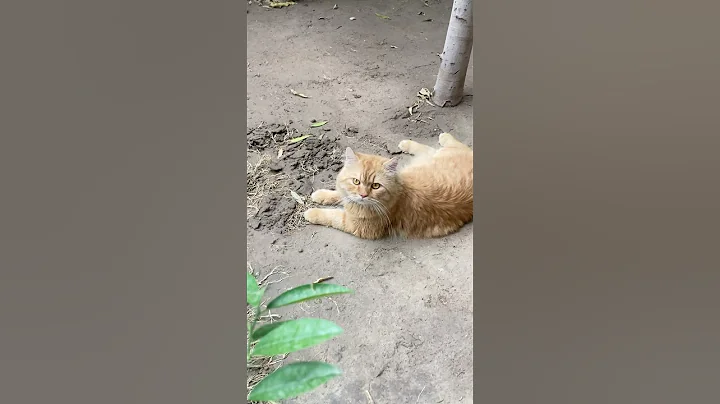 Video 8971351: cats cute kittens usa, catmeowing cute kitten, kitten funny catmeow, cat meowing, funny cats uk