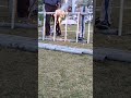 Building a Monkey Bar for Kids & Adults | Home Lawn Project