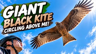 GIANT BLACK KITE CIRCLING ABOVE ME! 🦅