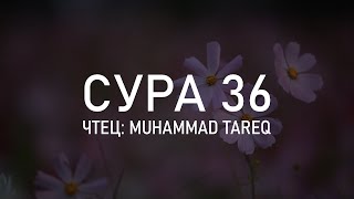 Сура 36 «Йа Син» - Мухаммад Тарик