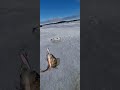Жадные напарники