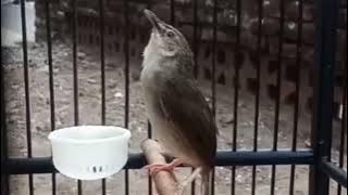 Ciblek GUNUNG TEMBAKAN PANJANG ISIAN CILILIN//UNTUK MASTERAN BURUNG LAINNYA