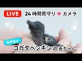 【コガタペンギンの赤ちゃん 24時間見守りカメラ】