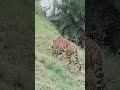 #trendingshorts #trending #tiger#2026#zoo#brothersister #wildlife