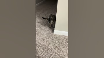 Blowing Catnip Bubbles at Shadow #cat #kitten #catlover #catlove #cats #kittens #catvideo