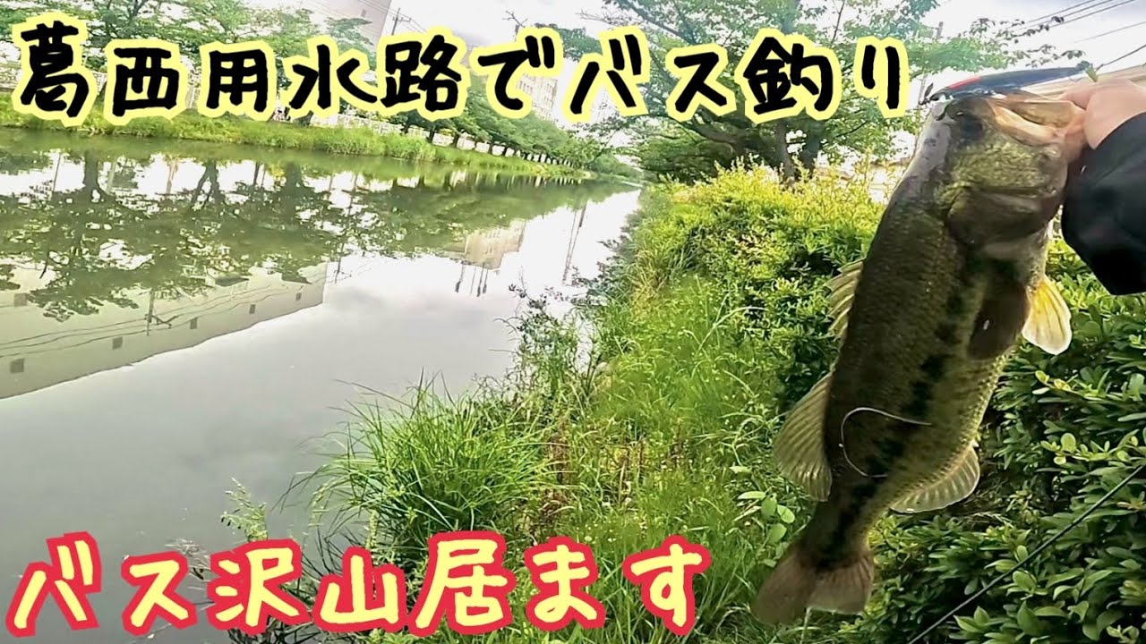 葛西用水路でバス釣り(埼玉県)
