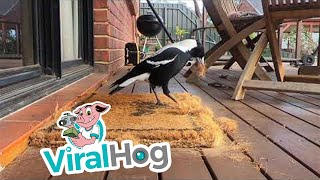 Magpie Destroys Doormat || ViralHog