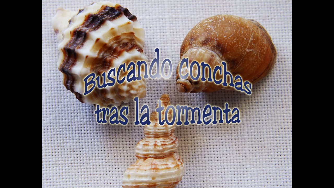 Buscando conchas tras la tormenta