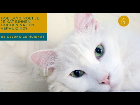 Video: Hoe je je kat gelukkig kunt houden in huis