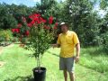 Dynamite and Red Rocket Crape Myrtle