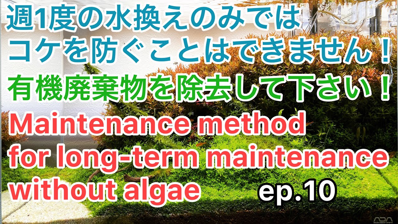 コケない水草水槽を維持するための週1度のメンテナンス方法 Ep 10 Weekly Maintenance Method For Aquatic Plants Aquascape アクアリウム Youtube