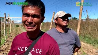 AMPALAYA HARVEST: Kayang Kumita ng 2 Million in 1 Hectare Part 2