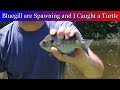 Bluegill are spawning.  Plus fishing for catfish and turtles