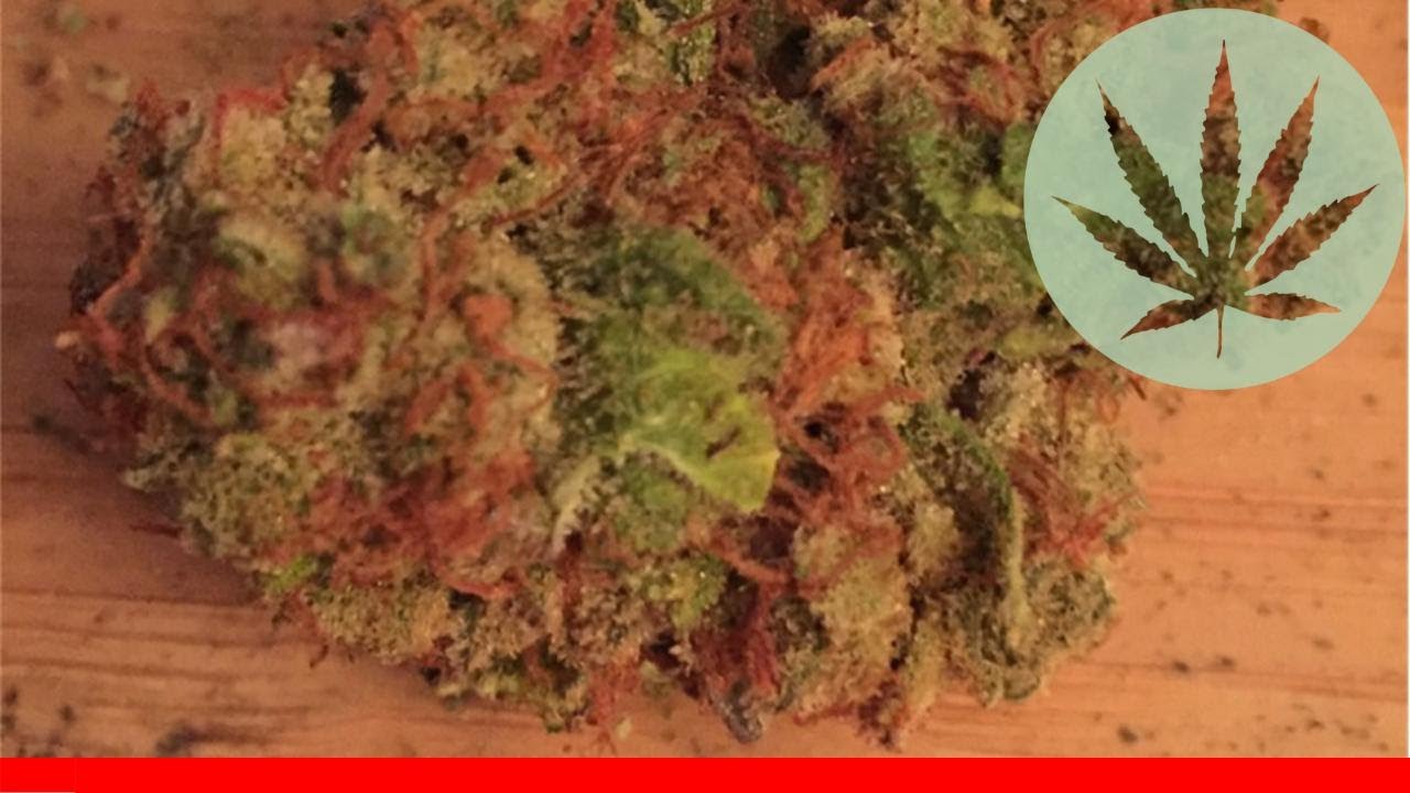 Hurkle - All About This Strain