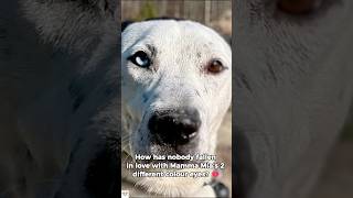 The Dog With 2 Different Colour Eyes Has No Home