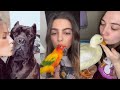 Kiss your pet on the head And see their reaction 👀 New Tiktok Trend Compilation
