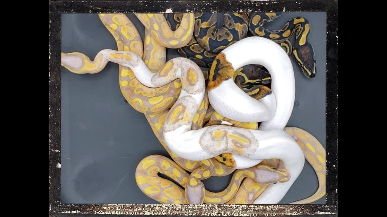 pied piper 読み方 ball python update video for clutch 14 2019