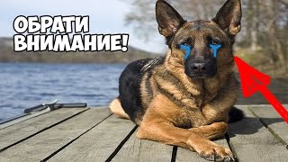 Социальный ролик о дружбе животных . До слез . Смотреть всем! Социальный ролик о дружбе животных . До слез . Смотреть всем!