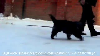 Щенки кавказской овчарки 1,5 мес,. www.r-risk.ru +79262205603 Татьяна Ягодкина. Щенки кавказской овчарки 1,5 мес,. www.r-risk.ru +79262205603 Татьяна Ягодкина.