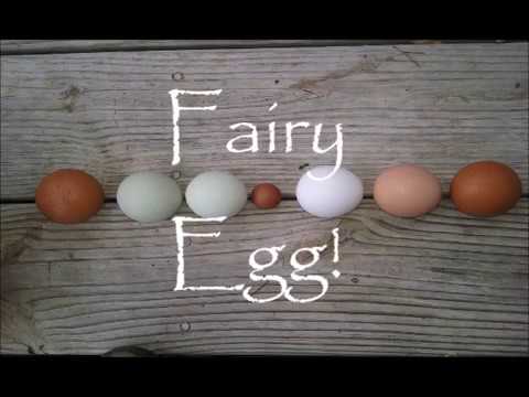 A Little Fairy Egg! - YouTube