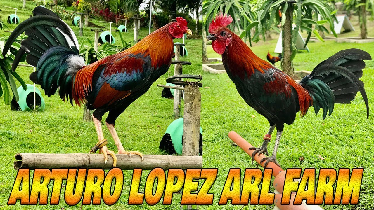 Nice Art Lopez - Arl Farm | Big Farm In The Philippines Farm Visit