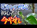 【みかん】剪定に自信のない初心者は4月にやると失敗しません