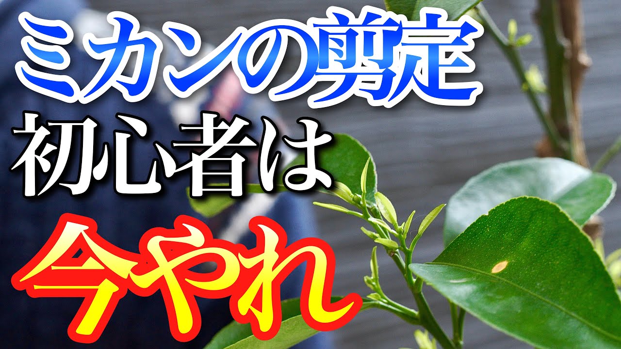 【みかん】剪定に自信のない初心者は4月にやると失敗しません