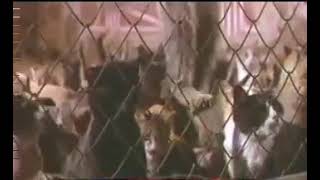 La Noche De Los Mil Gatos (Night of a Thousand Cats) (Rene Cardona, Mexico, 1970) - Promo TV