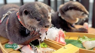ダイエットのご褒美を前に、食欲が限界突破してしまったカワウソ [Otter Life Day 996]