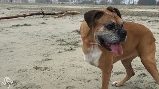 3-Legged Dog Runs Around The Beach With Her Friends