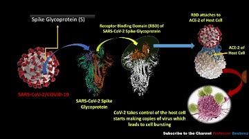 How Coronavirus (SARS-CoV-2) Enters into the Host Cell | COVID-19 | Professor Beubenz