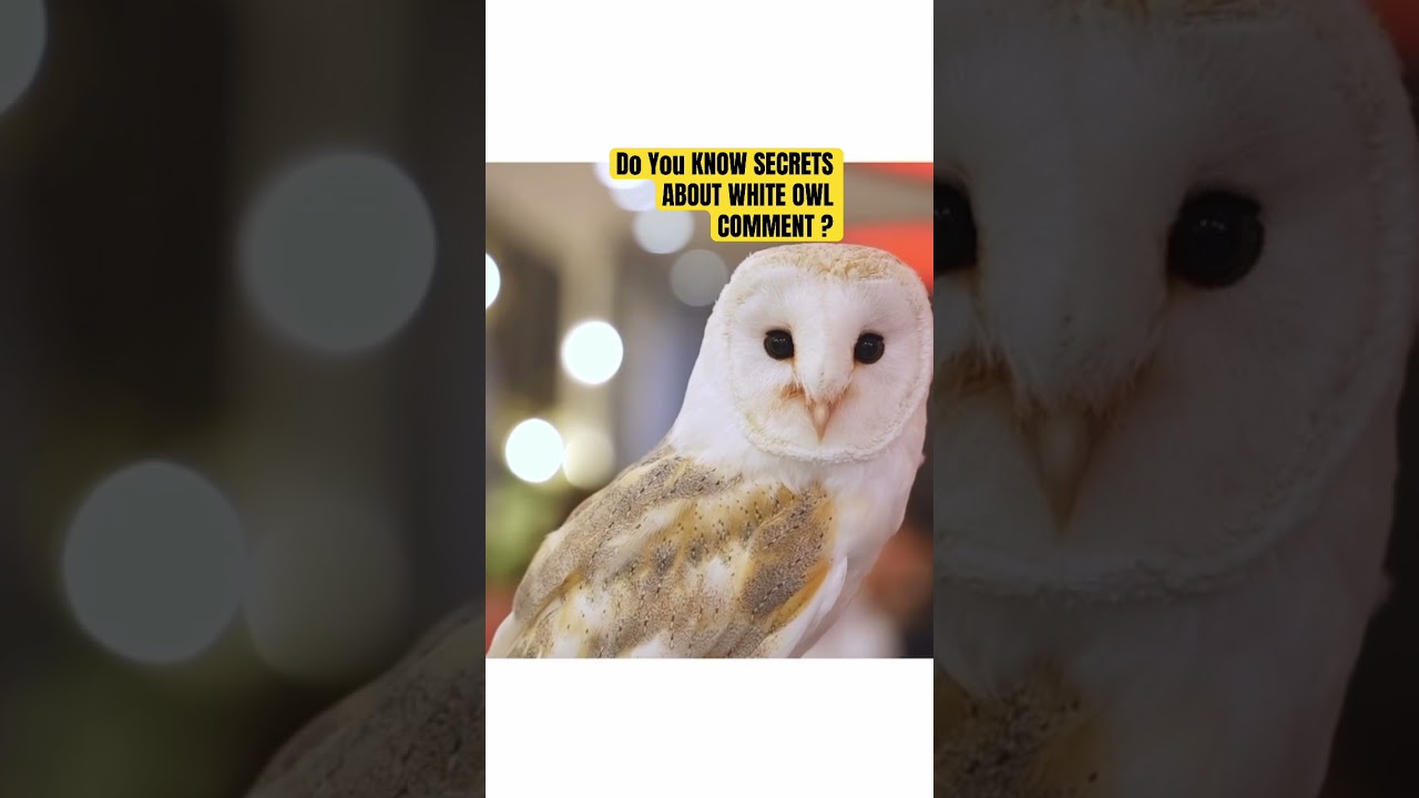 Do you know secrets about white owls 😱 ? 