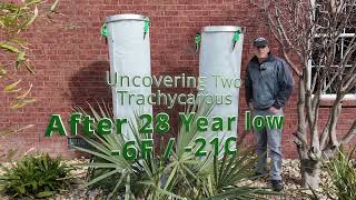 Trachycarpus Unwrapping Jan 30Th 2024