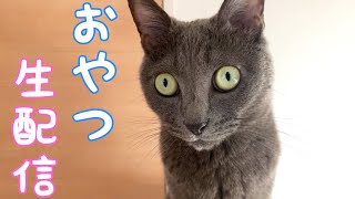 お風呂頑張ったみんなにおやつあげるゲリラライブ配信