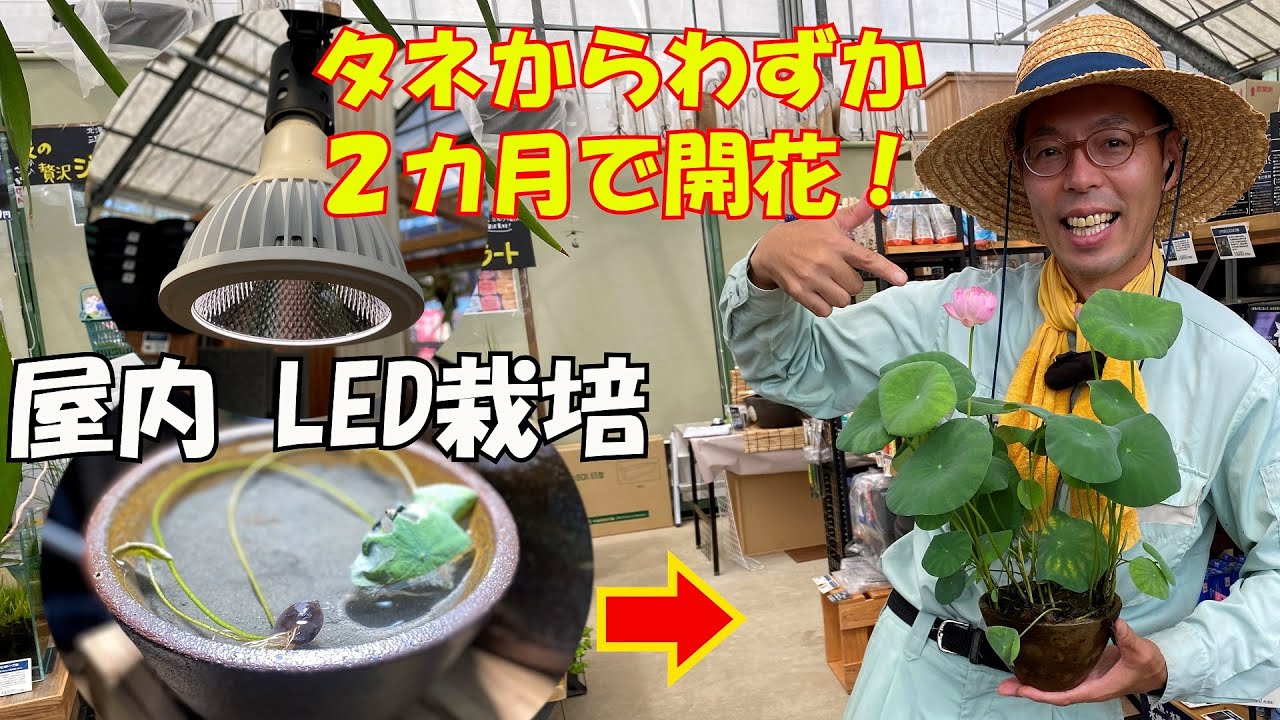 蓮を屋内LED栽培！種から2カ月で開花！！！