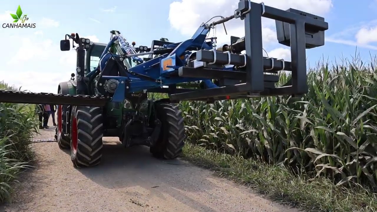 Processo de Producão de Cânhamo Industrial