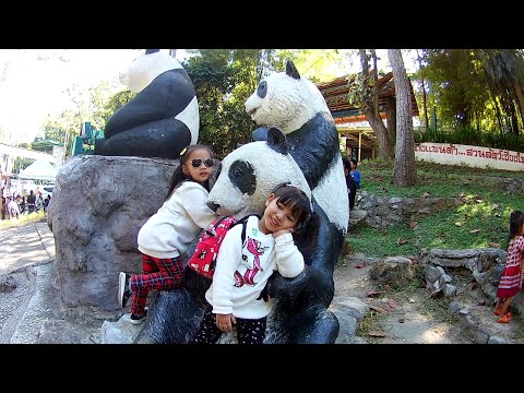 หมีแพนด้า ช่วงช่วง หลินฮุ่ย สวนสัตว์เชียงใหม่