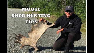 Moose Shed Hunting Alaska Tips