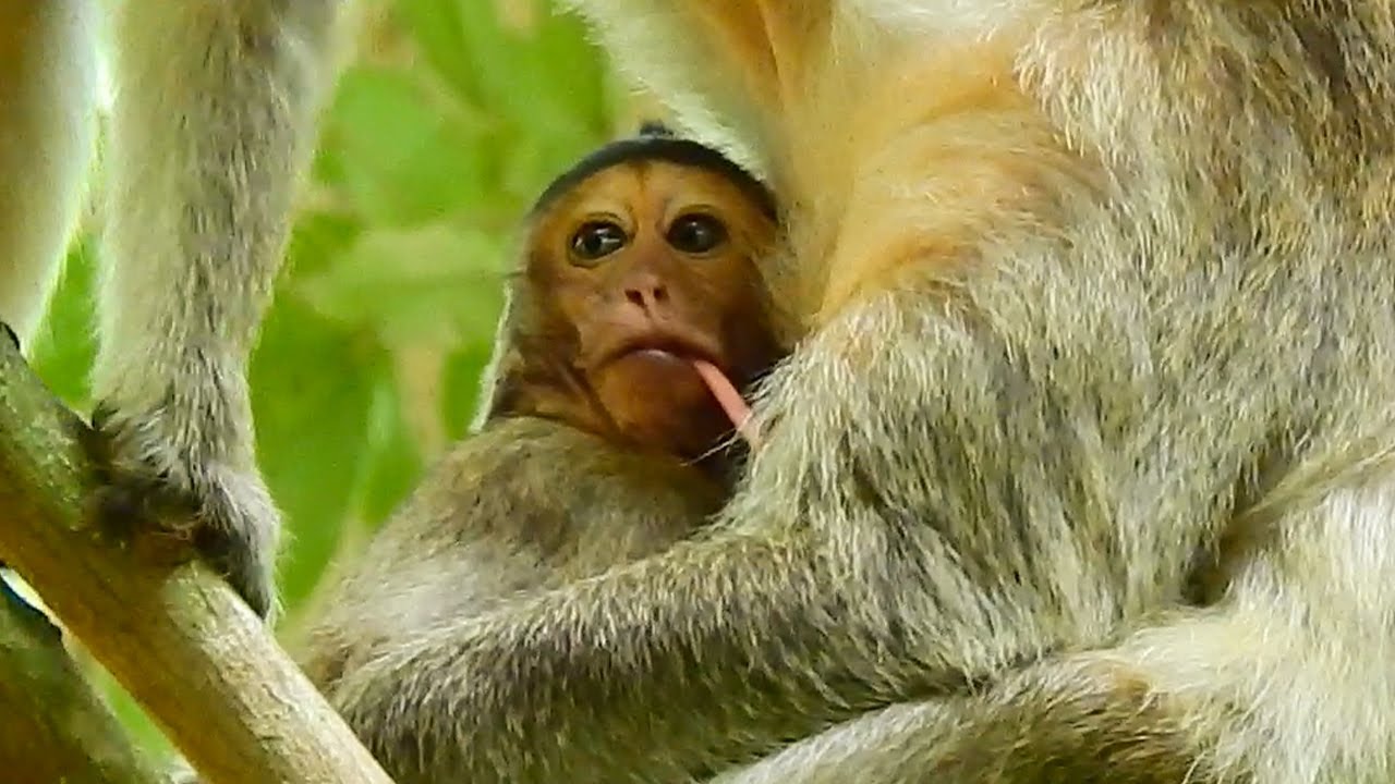 MG..Super Milk !! Saxon Monkey Hard Drinking Milk Like Candy Glue So