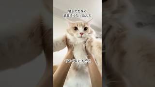 ぐるぐるねこ　#ネコ #猫 #ぐるぐる #退屈にゃんこ #もうふ #サイベリアン #子猫 #可愛い #cat #creamtabby #siberian #kitten  #fluffycat