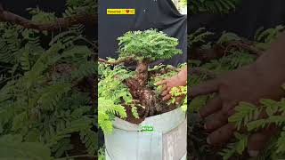 Eksekusi Anak Cabang Asam Jawa #bonsai #asamjawa #bonsaitree #tamarind #satisfying #nature #birds