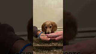 I Did The Hands In Challenge With My Dog… And It WORKED! 🐾