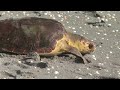 Loggerhead sea turtle returns to Atlantic Ocean in Florida after rehabilitation