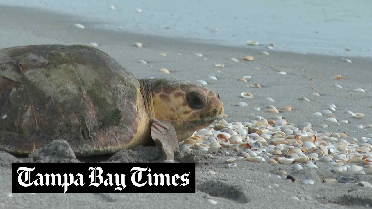 Loggerhead sea turtle returns to Atlantic Ocean in Florida after ...
