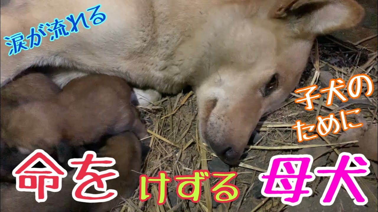 もし母犬が育児放棄してしまったら わんちゃんホンポ