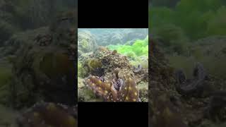 An octopus has THREE hearts 🤯#shorts #facts #animals #ocean #nature #mindblown