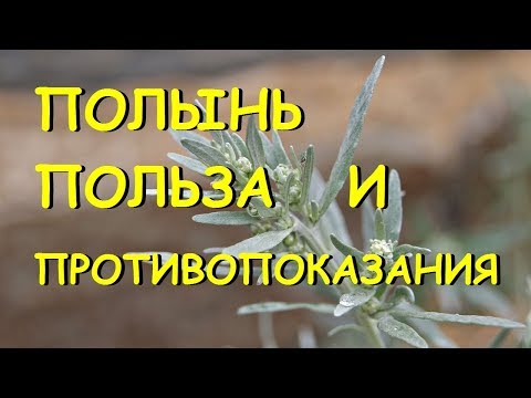 Полынь горькая. Лечебные свойства и противопоказания.