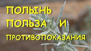 видео Чем полезна полынь (божье дерево)?