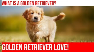 Caring for Your Golden Retriever: A Beginner's Guide